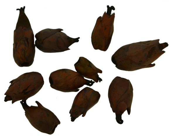 Abacaxizinho (flor de jatobá) marrom - Pacote 30 sementes